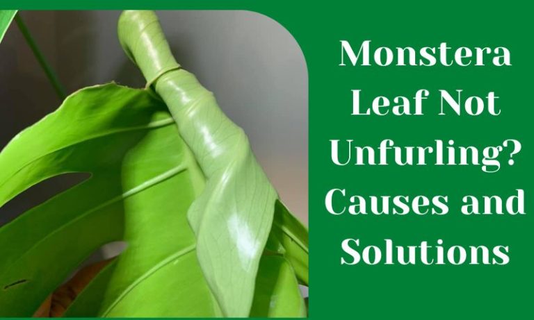 Why Is Monstera Leaf Not Unfurling? The Best Solutions