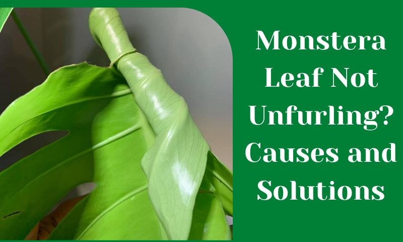 monstera leaf not unfurling