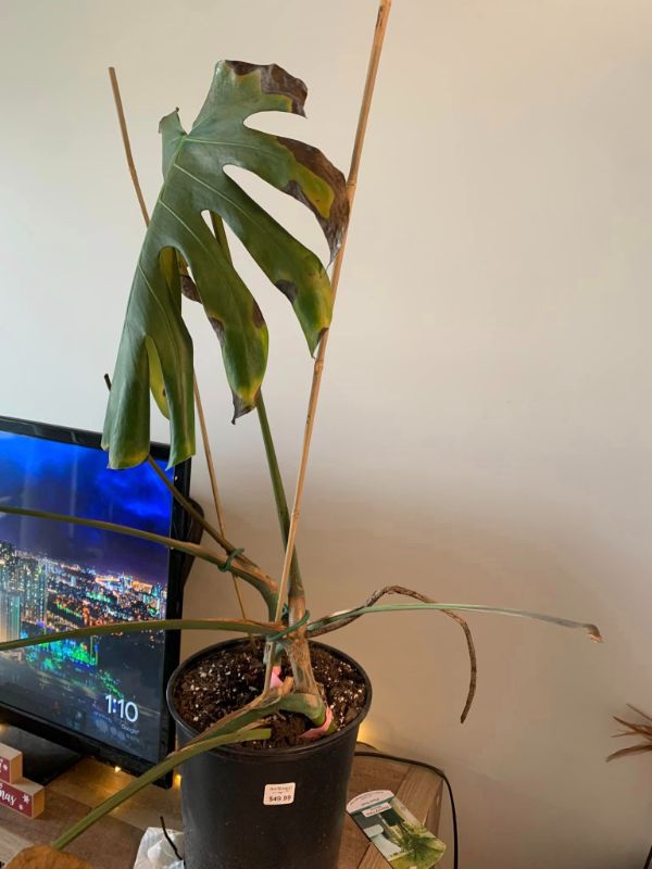 Monstera leaves drooping and curling due to fertilizer burn