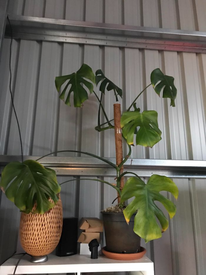 Monstera overwatered makes wilting leaves