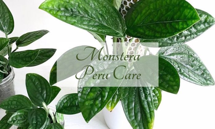 Monstera Peru Care And Grow: The Ultimate Guide