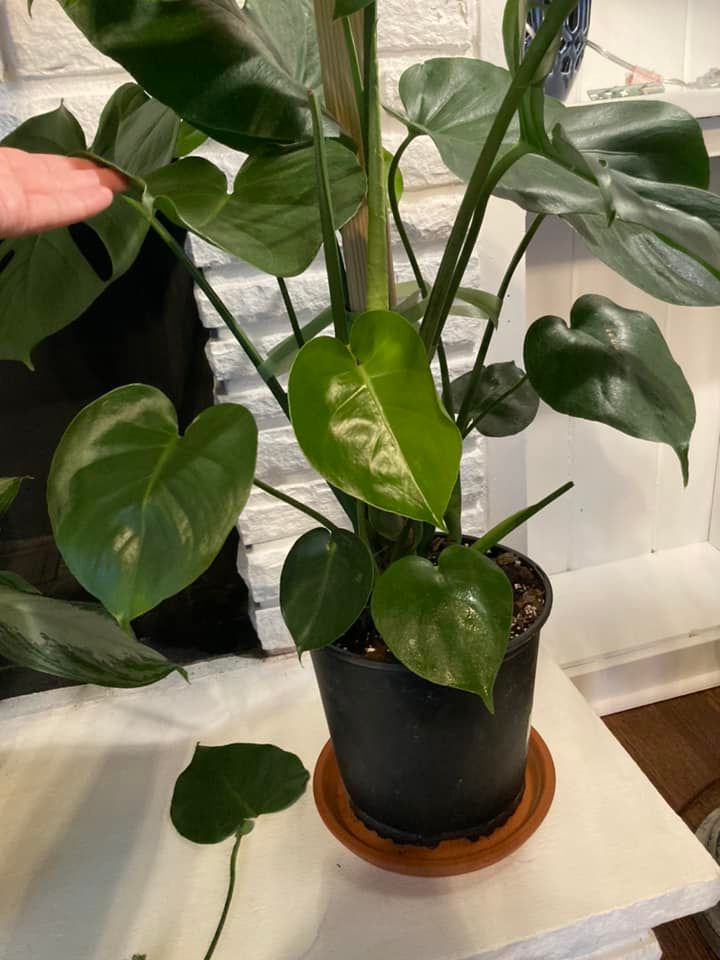 monstera small leaves due to lack of sunlight