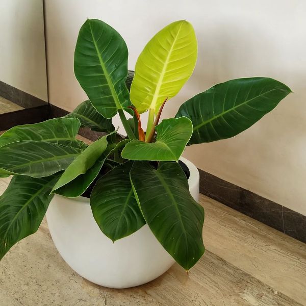 Moonlight Philodendron with a large pot