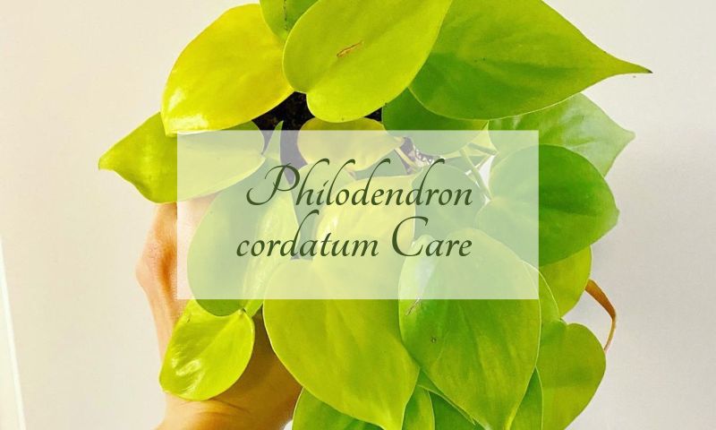 Philodendron cordatum Care