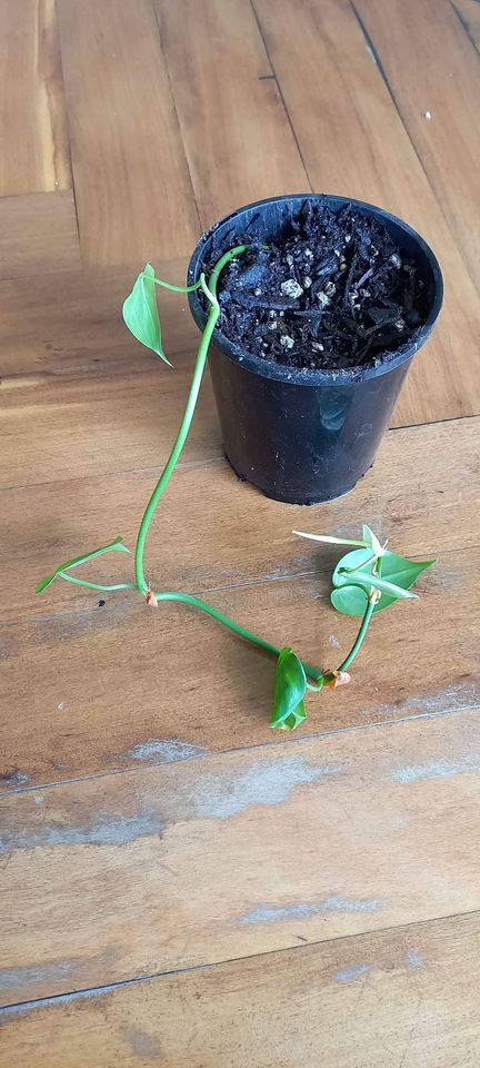 Philodendron cordatum propagate by cutting stem