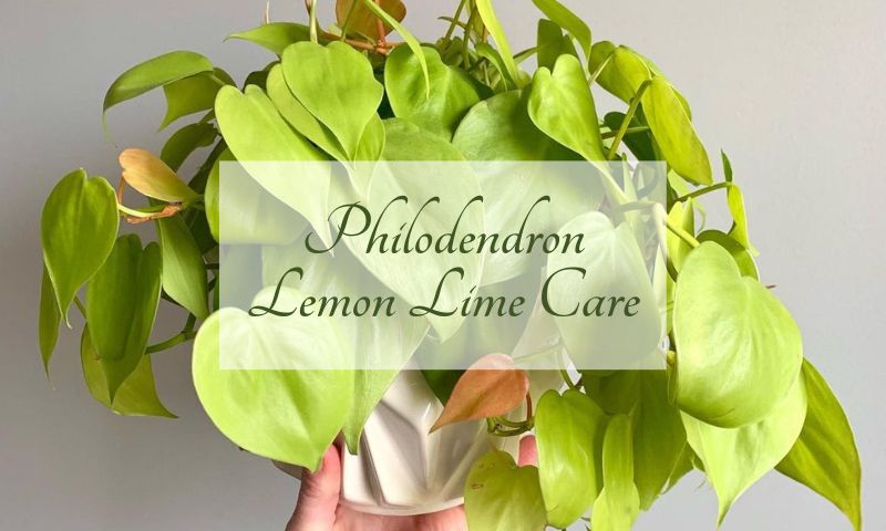 Philodendron Lemon Lime Care