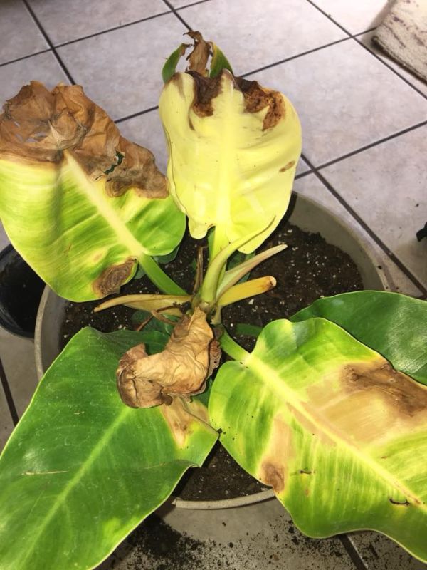 Philodendron moonlight has yellow leaves because of too much watering