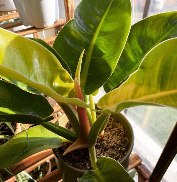 Philodendron Moonlight requires indirect light to avoid sunburn