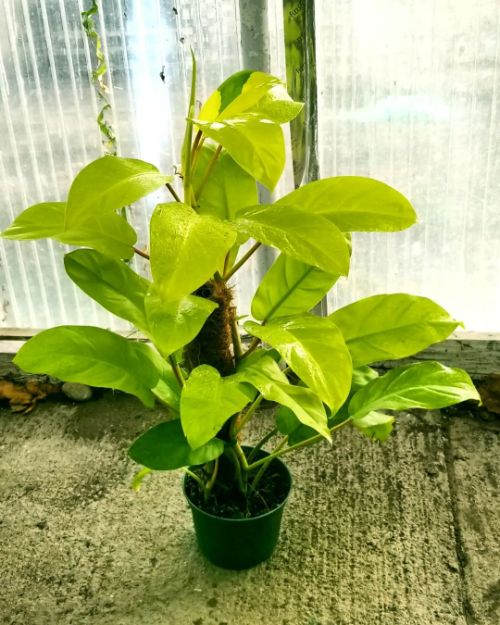 Photo of Philodendron lemon lime when watered