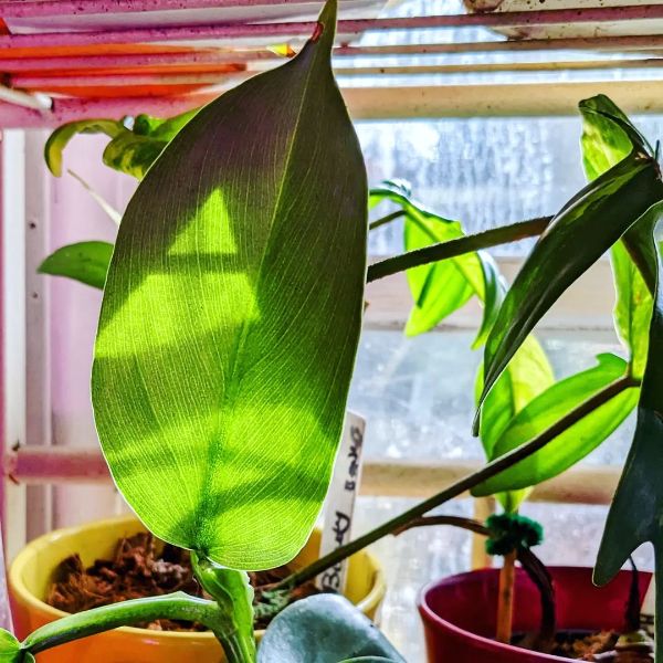 Silver Sword Philodendron prefer indirect light filtered through the glass door