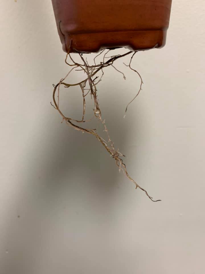 The root of Philodendron verrucosum currently sign need a repot soon