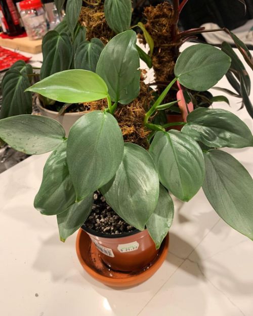 Water your Philodendron hastatum once a week