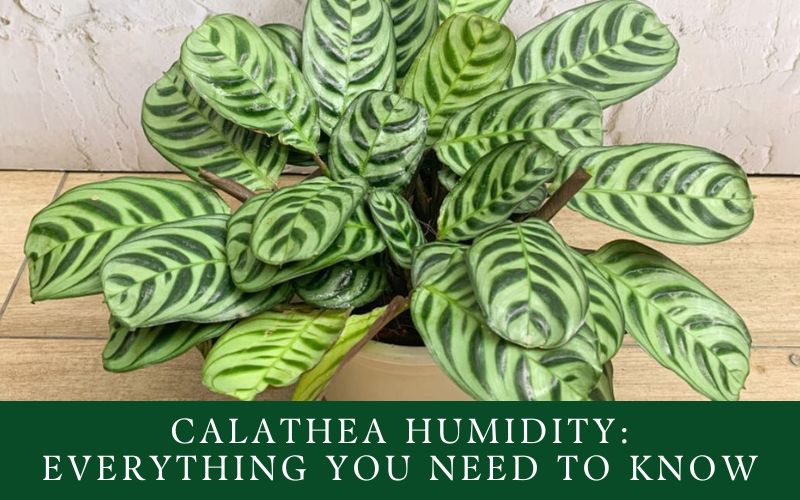 Calathea Humidity