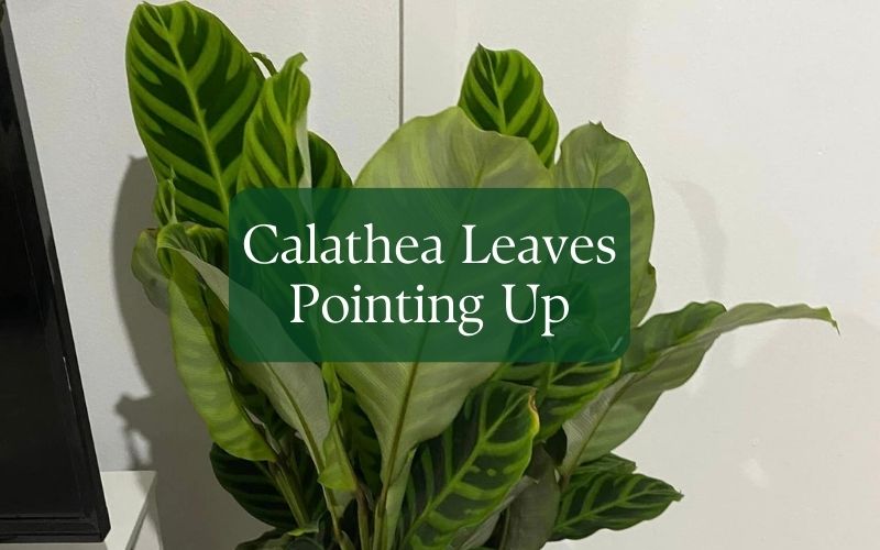 Calathea Leaves Pointing Up