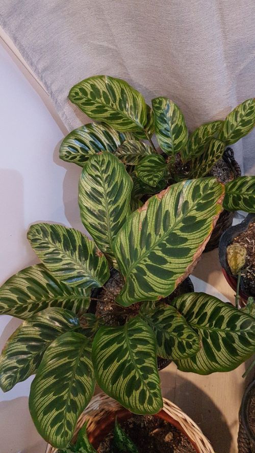Calathea Leaves Turning Brown: Understand And Fix It