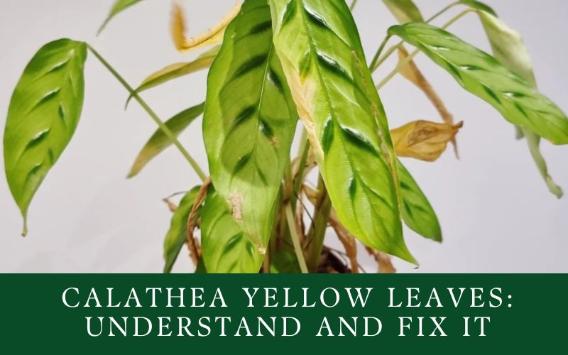 calathea yellow leaves