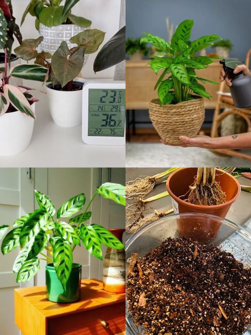 Care For Calatheas After Propagation