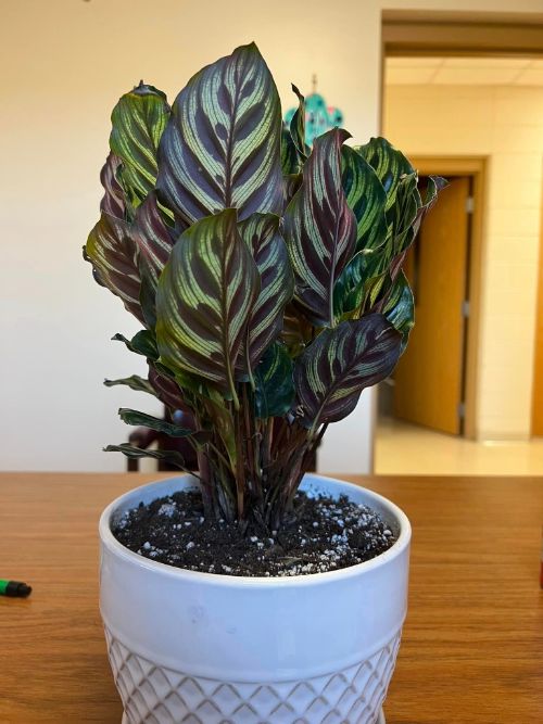 Causes of Calathea leaves pointing up