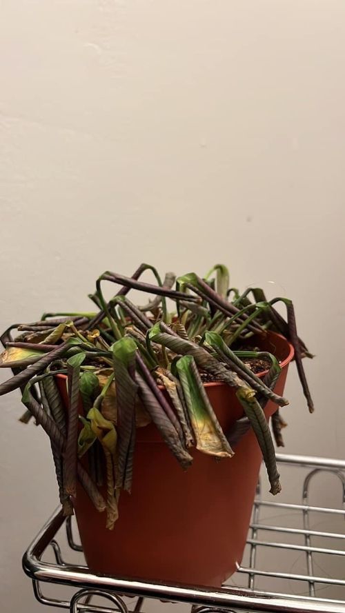 dying calathea plant