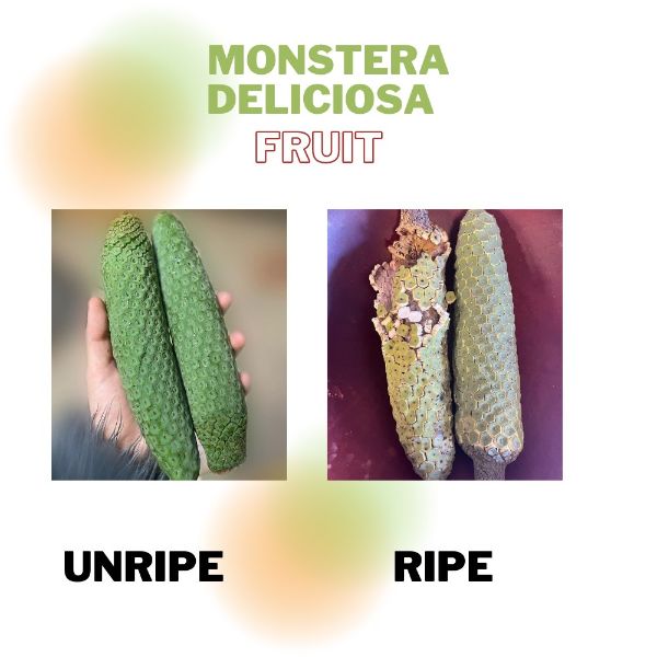 Eat the ripe Monstera deliciosa fruit only