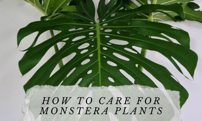 How To Care For Monstera Plants For Thriving Growth