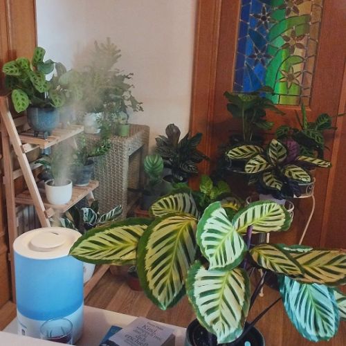 Importance of humidity for Calathea