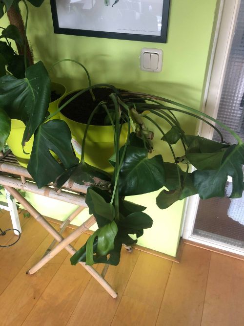 Monstera leaves turn black due to Soil conditions
