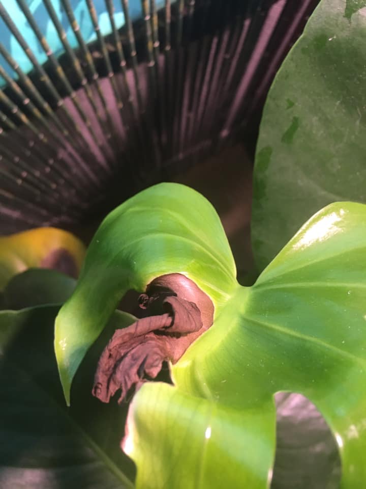 Monstera leaves turn black due to sunburn