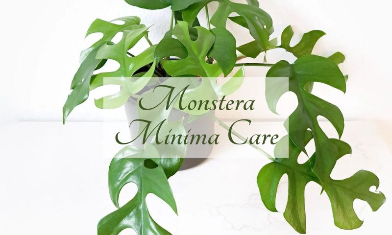 Monstera Minima Care