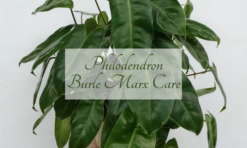 Philodendron Burle Marx Care