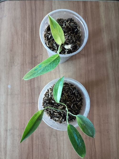 Philodendron Painted Lady Propagation