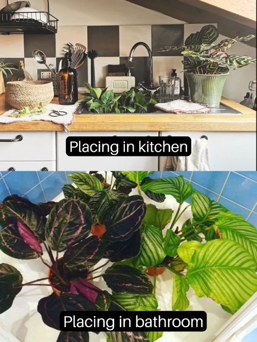 Placing plants in a bathroom or kitchen