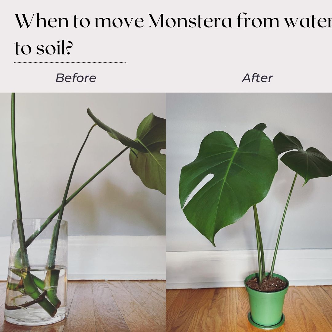Transferring Monstera from water to soil