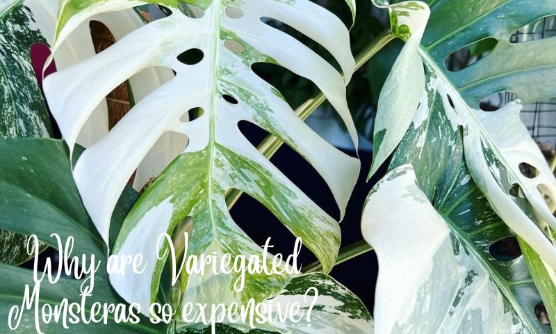 Why are Variegated Monsteras so expensive?