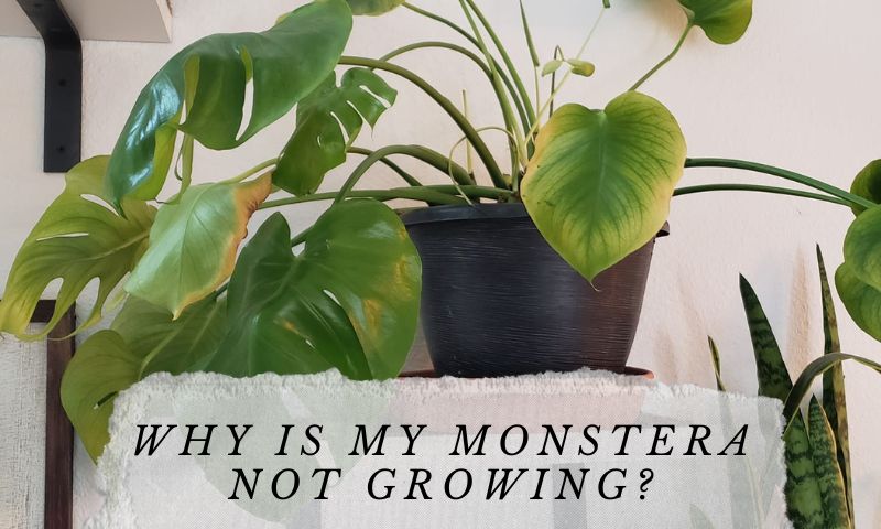 Why is my monstera not growing?