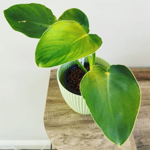  About Philodendron Rugosum