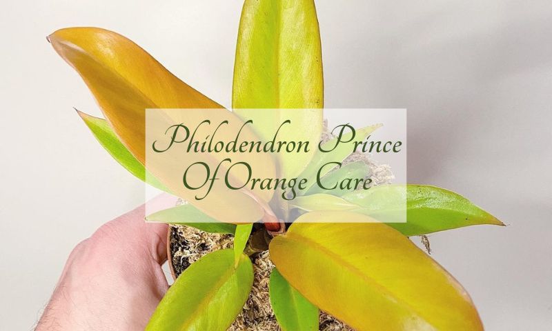 Philodendron Prince Of Orange Care