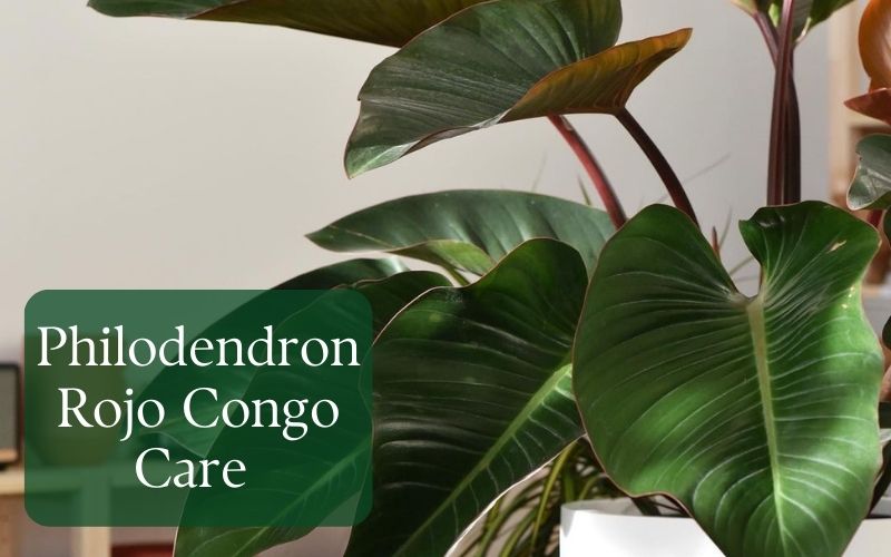 Philodendron Rojo Congo Care