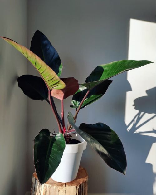 Philodendron Rojo Congo Light Requirements