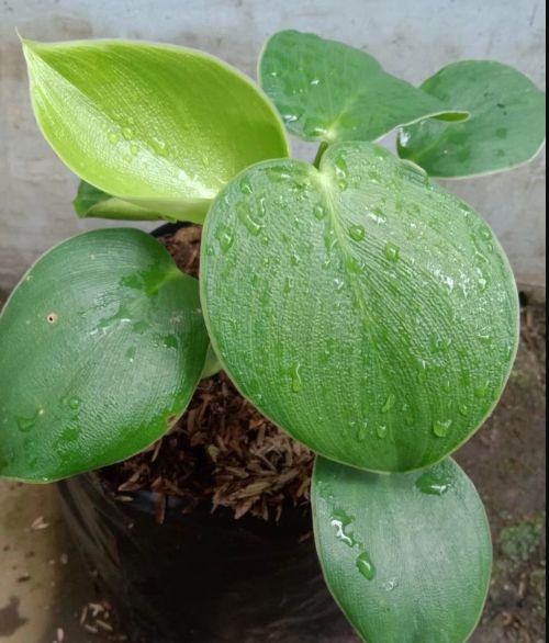 Philodendron Rugosum Humidity