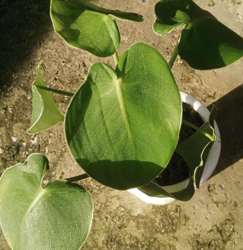 Philodendron Rugosum Light Requirements