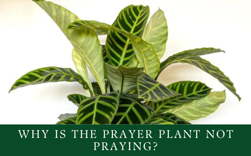 why is the prayer plant not praying