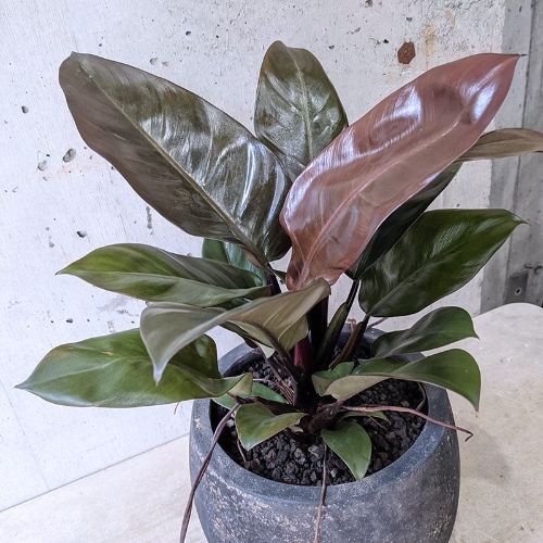 About Philodendron Black Cardinal