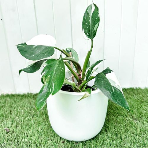 about White Princess Philodendron