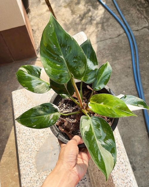 Light Requirements for White Princess Philodendron