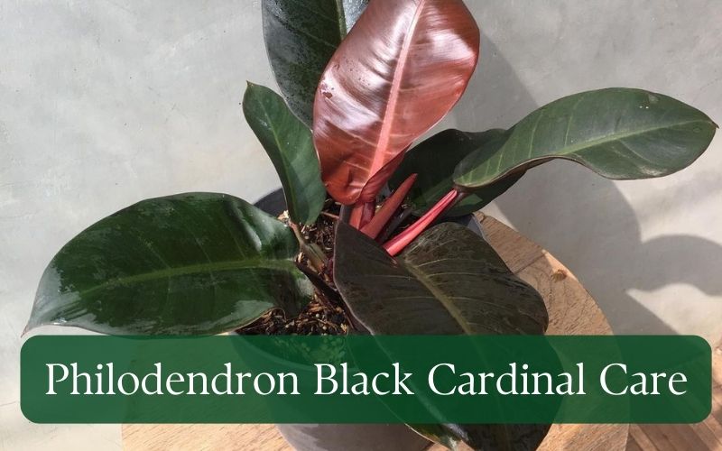 Philodendron Black Cardinal care