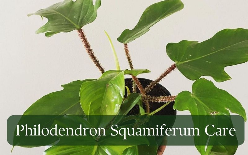 philodendron squamiferum care