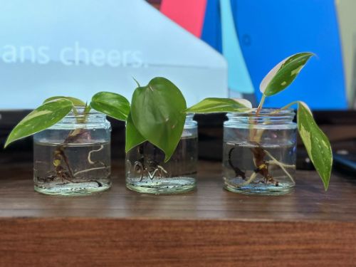stem cuttings in water white princess philodendron
