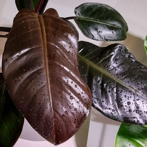 watering philodendron black cardinal