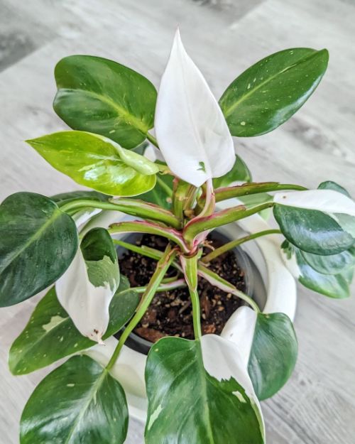 Watering White princess philodendron